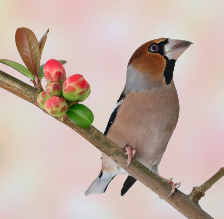 copyright R. Callewaert