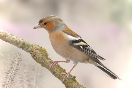 copyright R. Callewaert