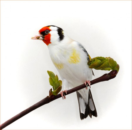 copyright R. Callewaert