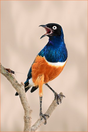 copyright R. Callewaert