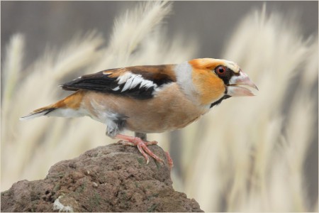 copyright R. Callewaert