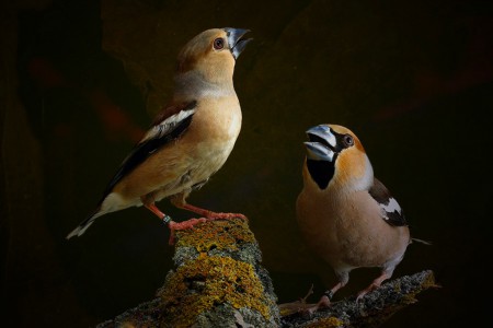 copyright R. Callewaert