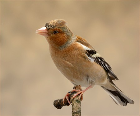 copyright R. Callewaert