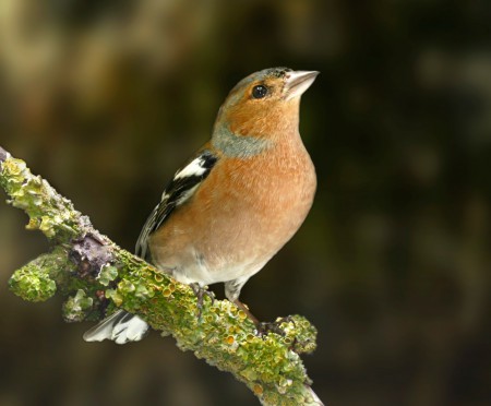 copyright R. Callewaert