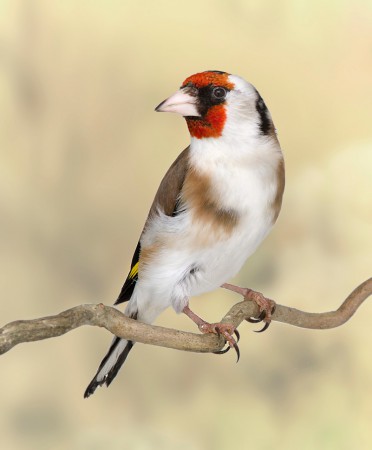 copyright R. Callewaert