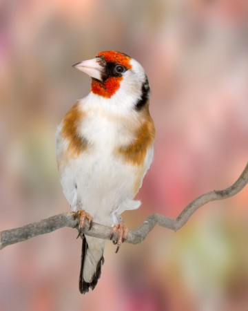 copyright R. Callewaert