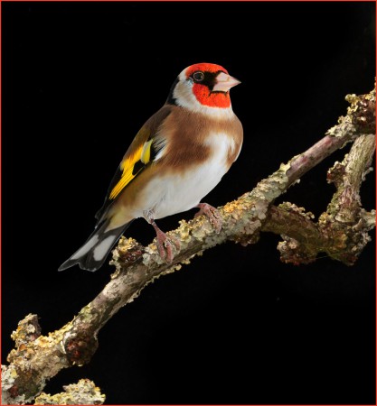 copyright R. Callewaert