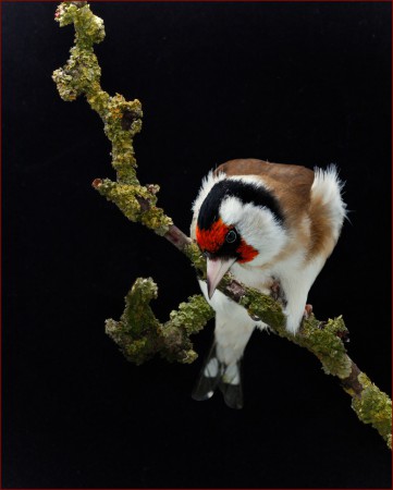 copyright R. Callewaert